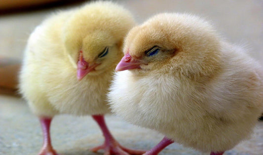 Common Chick Diseases to Look Out For