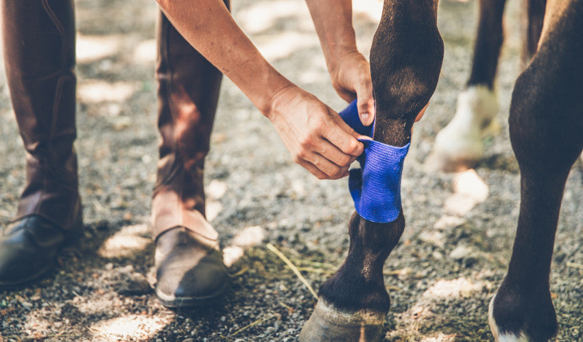 Healing Hooves Effective Treatment for Horse Wounds