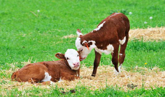 Spring Calving Prep Checklist: Supplies and Tips for a Successful Season
