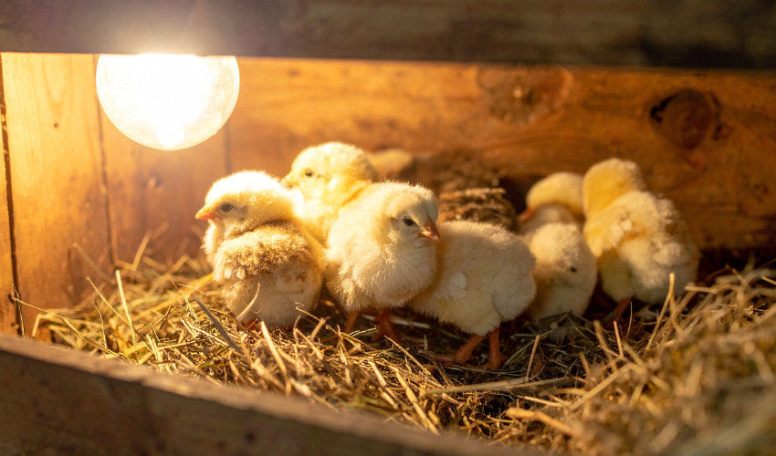 Spring Chick Starter Guide: What Your New Flock Needs in the First 8 Weeks