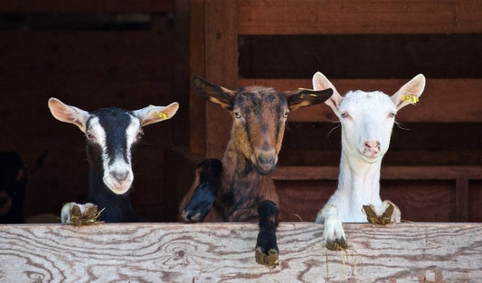 Spring Feeding Guide: What Your Livestock Needs Now