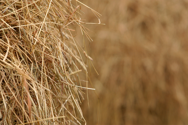 Hay