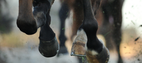 Horses running