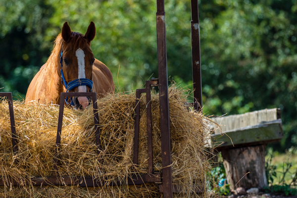 Horse eating hay